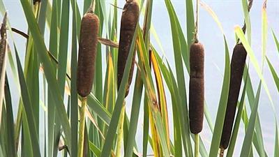Typha latifolia